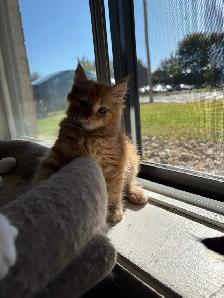 Maine Coon croisé Persan - Photo 6