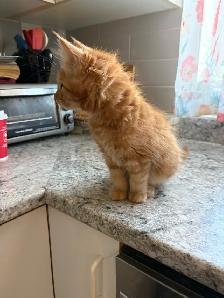 Maine Coon croisé Persan - Photo 7