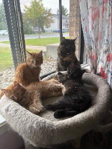 Maine Coon croisé Persan - Photo 8