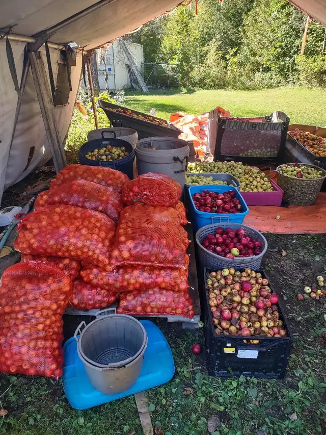 Deer Apples