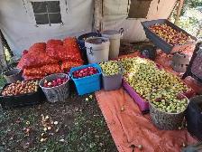 Deer Apples - Photo 2