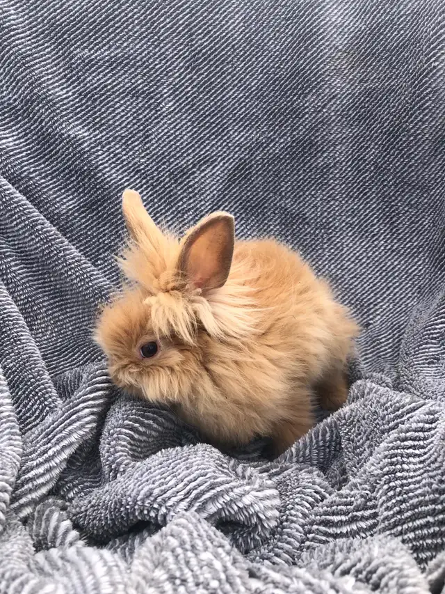 Cute Lionhead Rabbits