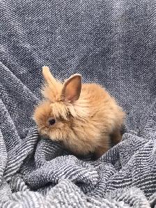 Cute Lionhead Rabbits