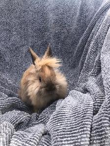 Cute Lionhead Rabbits - Photo 2