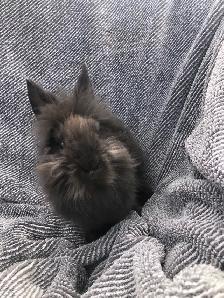 Cute Lionhead Rabbits - Photo 3