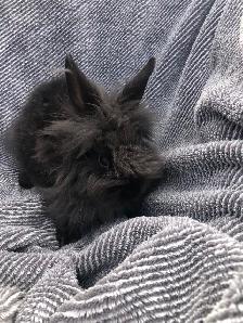 Cute Lionhead Rabbits - Photo 4