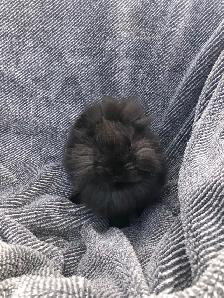 Cute Lionhead Rabbits - Photo 5
