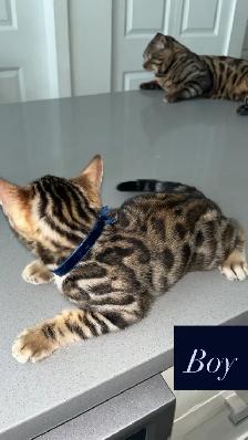 Outstanding Bengal Kitten !