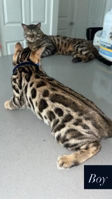 Outstanding Bengal Kitten ! - Photo 2