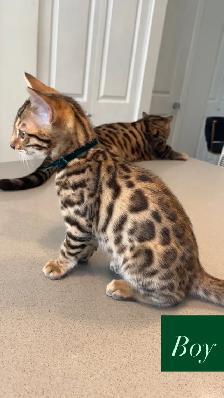 Outstanding Bengal Kitten ! - Photo 3