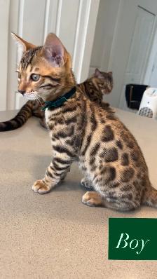 Outstanding Bengal Kitten ! - Photo 4