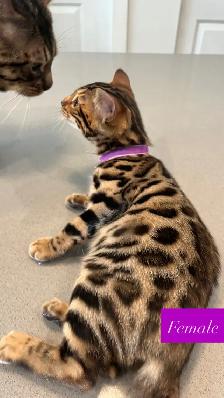 Outstanding Bengal Kitten ! - Photo 5