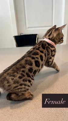 Outstanding Bengal Kitten ! - Photo 6
