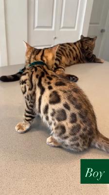 Outstanding Bengal Kitten ! - Photo 7