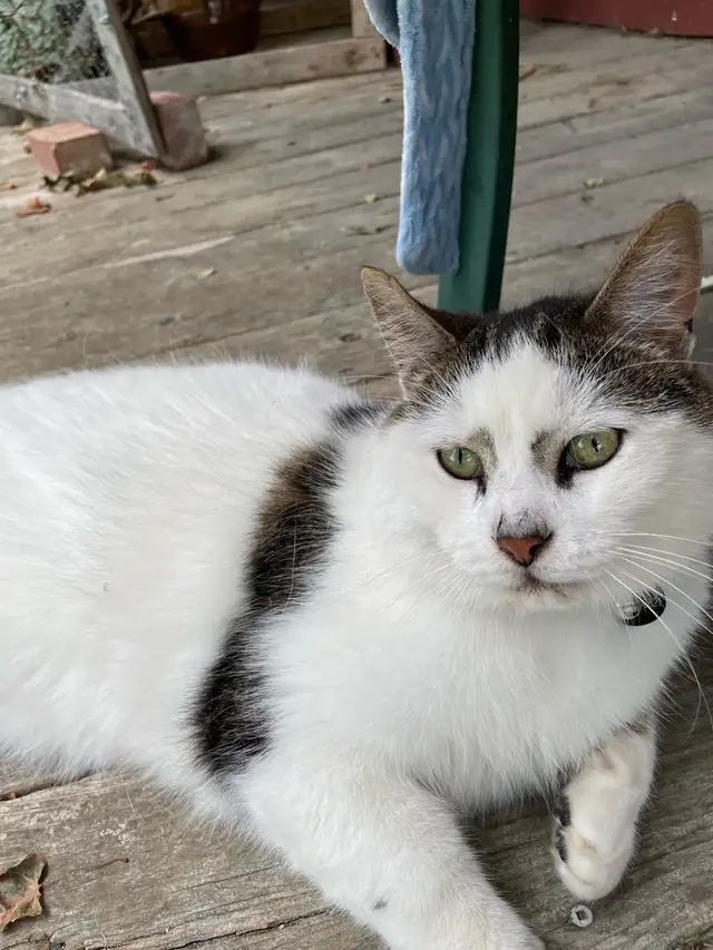 Chat d’extérieur avec maisonnette et accessoires