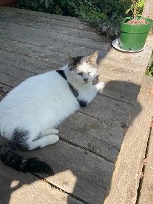 Chat d’extérieur avec maisonnette et accessoires - Photo 2