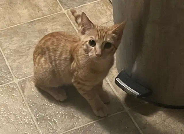 free kitten