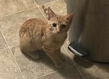 free kitten