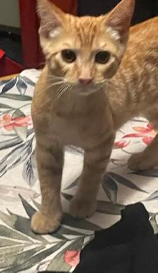 free kitten - Photo 2