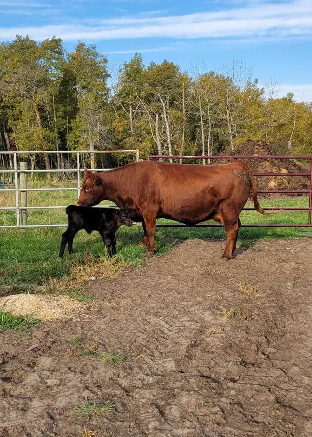 Cow calf pair