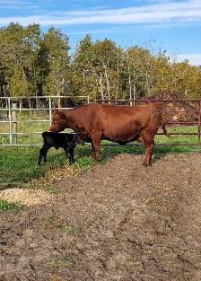 Cow calf pair