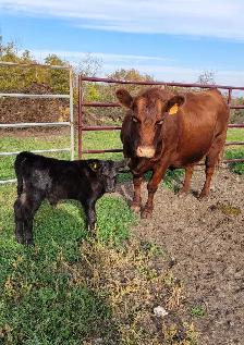 Cow calf pair - Photo 2