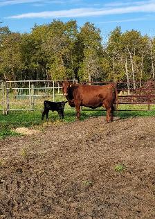 Cow calf pair - Photo 3