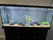 55 Gallon aquarium tank with all the equipment Need it gone - Photo 2