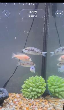 55 Gallon aquarium tank with all the equipment Need it gone - Photo 4