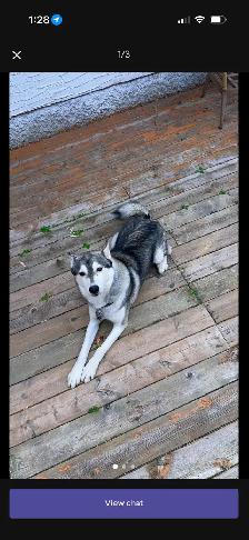 free husky
