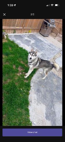free husky - Photo 2