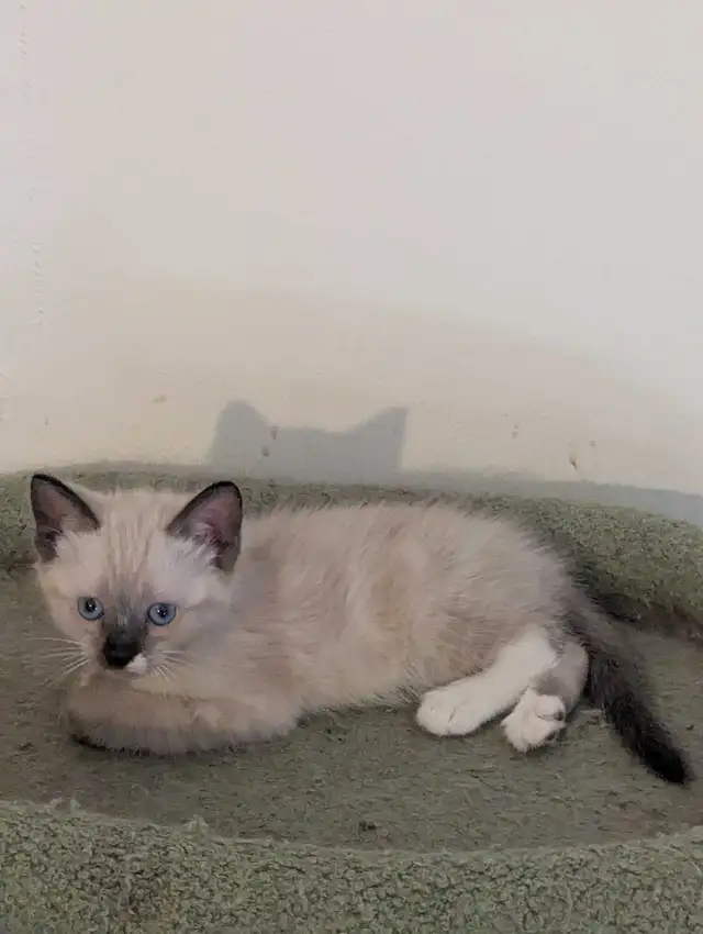 For sale Simeas Kittens $150