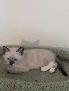 For sale Simeas Kittens $150