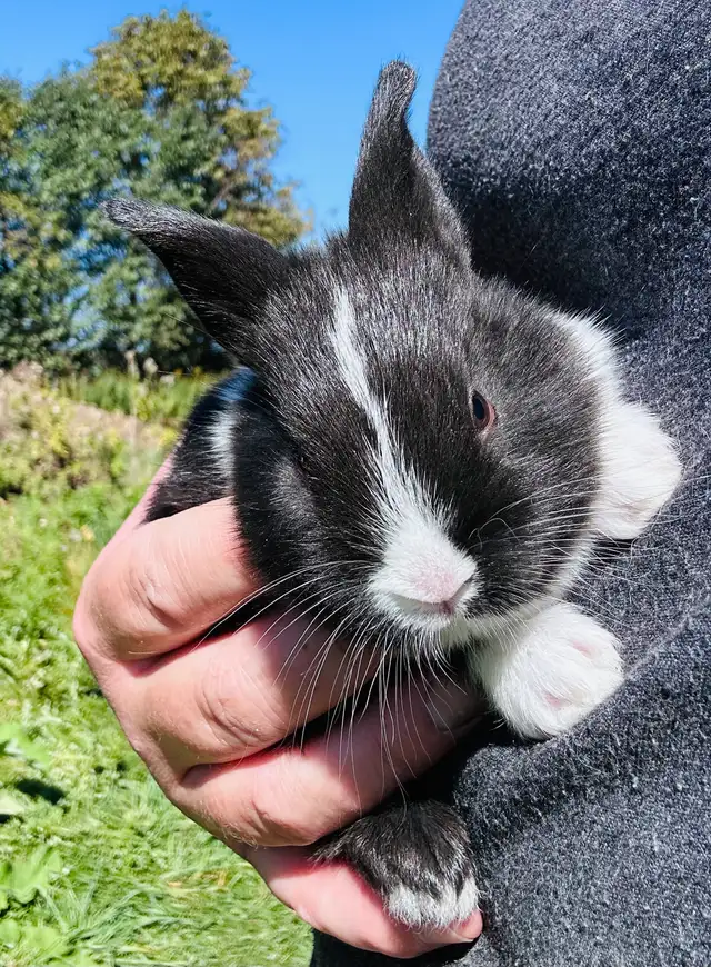 Dutch x rabbits for sale
