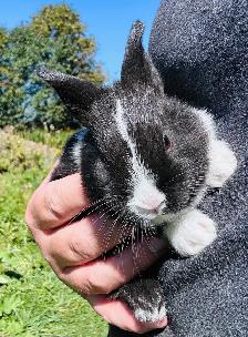Dutch x rabbits for sale