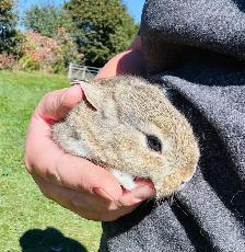 Dutch x rabbits for sale - Photo 2