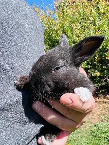 Dutch x rabbits for sale - Photo 3