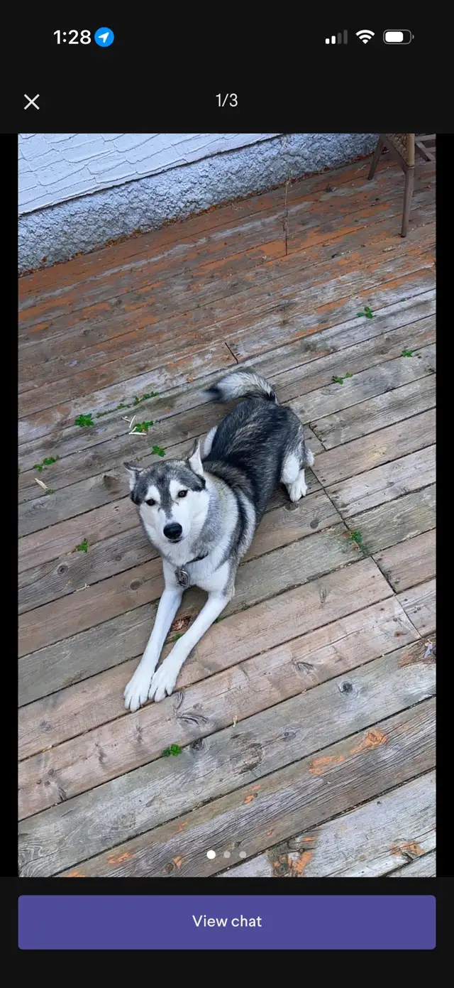 free husky