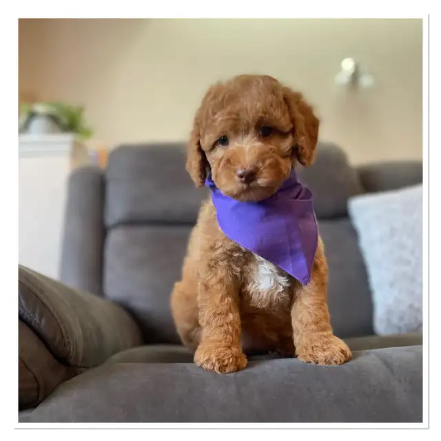 ❤️ Fluffy Mini Labradoodles Ready Now ❤️
