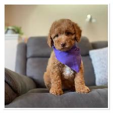 ❤️ Fluffy Mini Labradoodles Ready Now ❤️