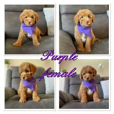 ❤️ Fluffy Mini Labradoodles Ready Now ❤️ - Photo 2