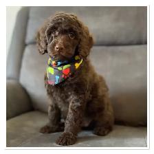 ❤️ Fluffy Mini Labradoodles Ready Now ❤️ - Photo 3