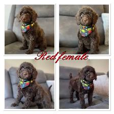 ❤️ Fluffy Mini Labradoodles Ready Now ❤️ - Photo 4