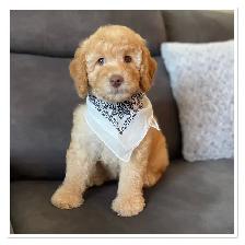 ❤️ Fluffy Mini Labradoodles Ready Now ❤️ - Photo 5
