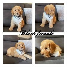 ❤️ Fluffy Mini Labradoodles Ready Now ❤️ - Photo 6