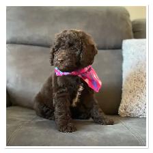 ❤️ Fluffy Mini Labradoodles Ready Now ❤️ - Photo 7