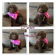 ❤️ Fluffy Mini Labradoodles Ready Now ❤️ - Photo 8