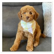 ❤️ Fluffy Mini Labradoodles Ready Now ❤️ - Photo 9