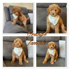 ❤️ Fluffy Mini Labradoodles Ready Now ❤️ - Photo 10