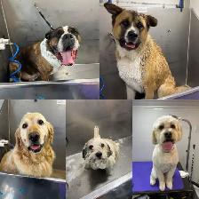 Mobile Dog Grooming accepting new clients - Photo 2